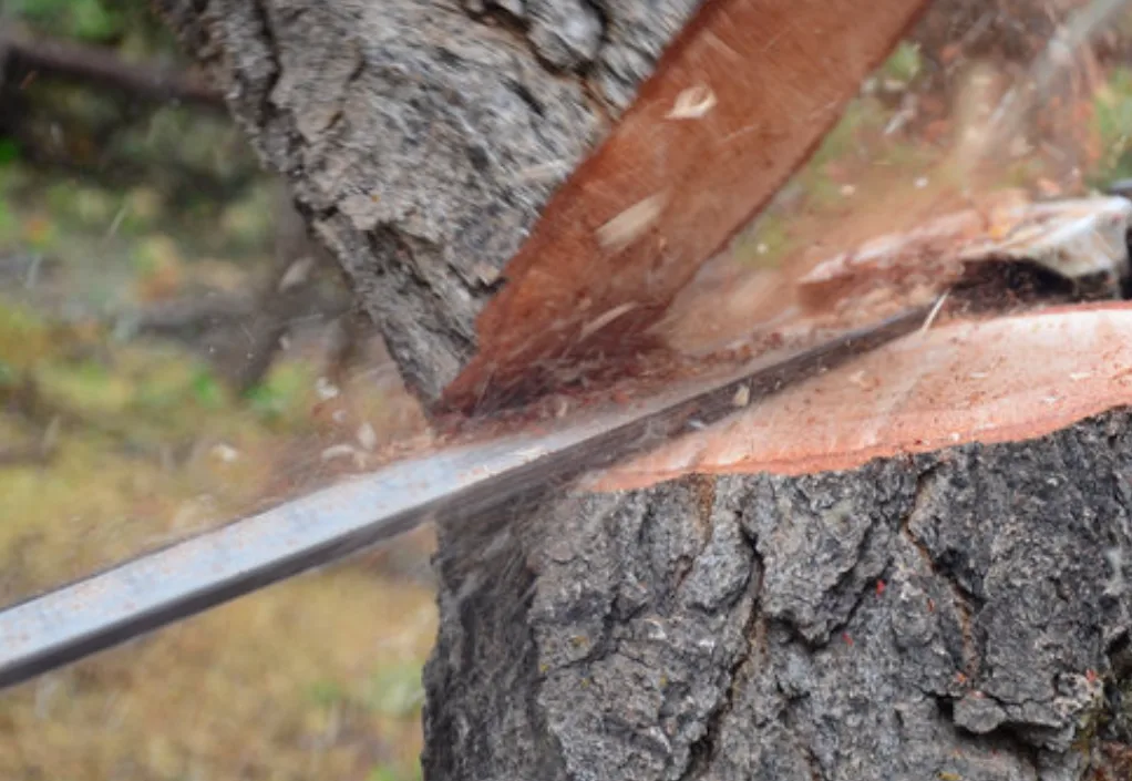 Close-up van een boomstam die met een kettingzaag wordt doorgezaagd in Geldrop-Mierlo. Houtsnippers en zaagsel vliegen alle kanten op terwijl het scherpe zaagblad moeiteloos door de ruwe schors snijdt. Op de achtergrond is vaag groen te zien, wat het klusmoment centraal zet. Perfect voorbeeld van professionele boomzagen in Noord-Brabant.